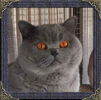 British Blue Shorthairs