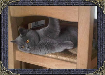 British Blue Shorthairs