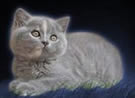 British Blue Shorthairs